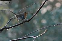 Rotkehlchen im Bürgerpark, Foto: Daniel Elfert