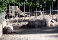 Die Bunten Bentheimer Sammy und Bonnie genießen die Sonne