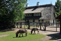 Keine Plätze für den Girls-Boysday im Tiergehege verfügbar