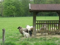 12 Schaflämmer wurden in diesem Frühjahr im Tiergehege geboren