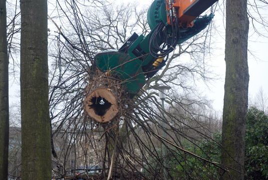 Hohler Baum am Hollersee